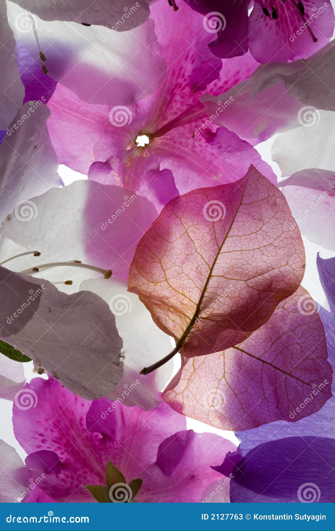 backlit flowers background