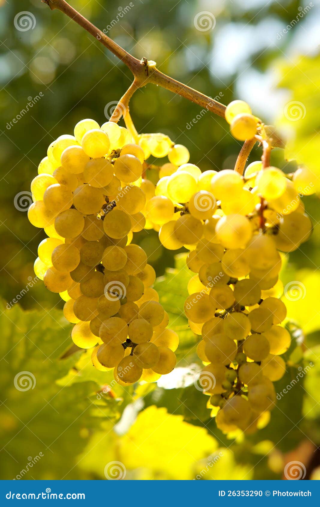 backlit grapevine