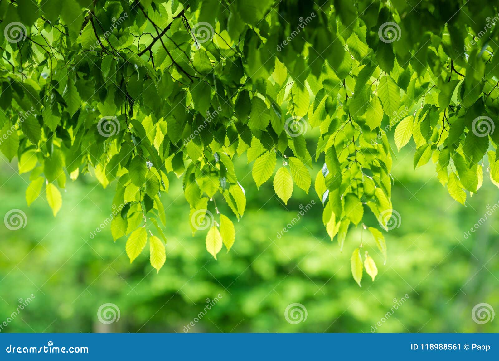 Green Leaves Background Overlay Stock Image - Image of branches ...