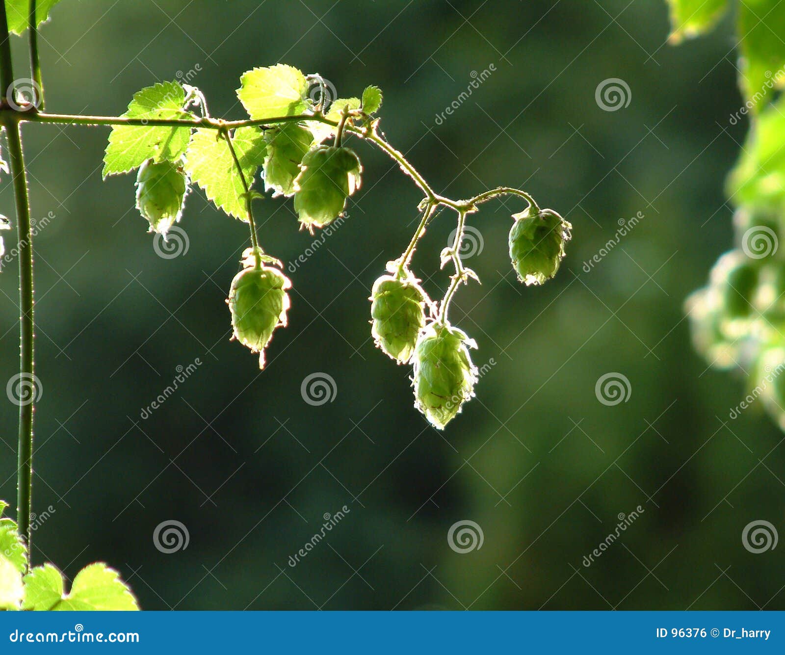 backlit hops