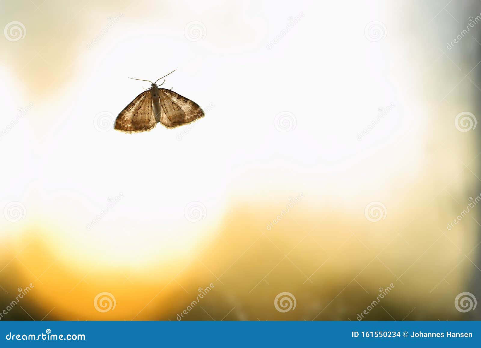 backlit image of nola karelica, a tuft moth