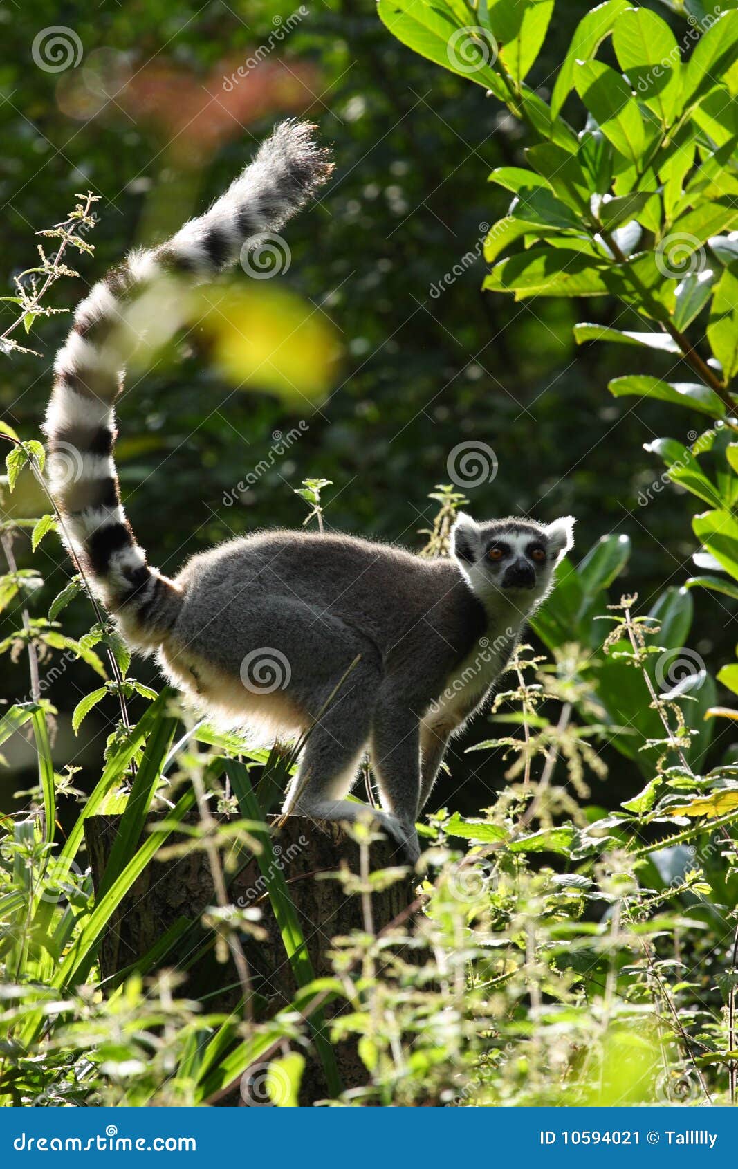 backlit lemur