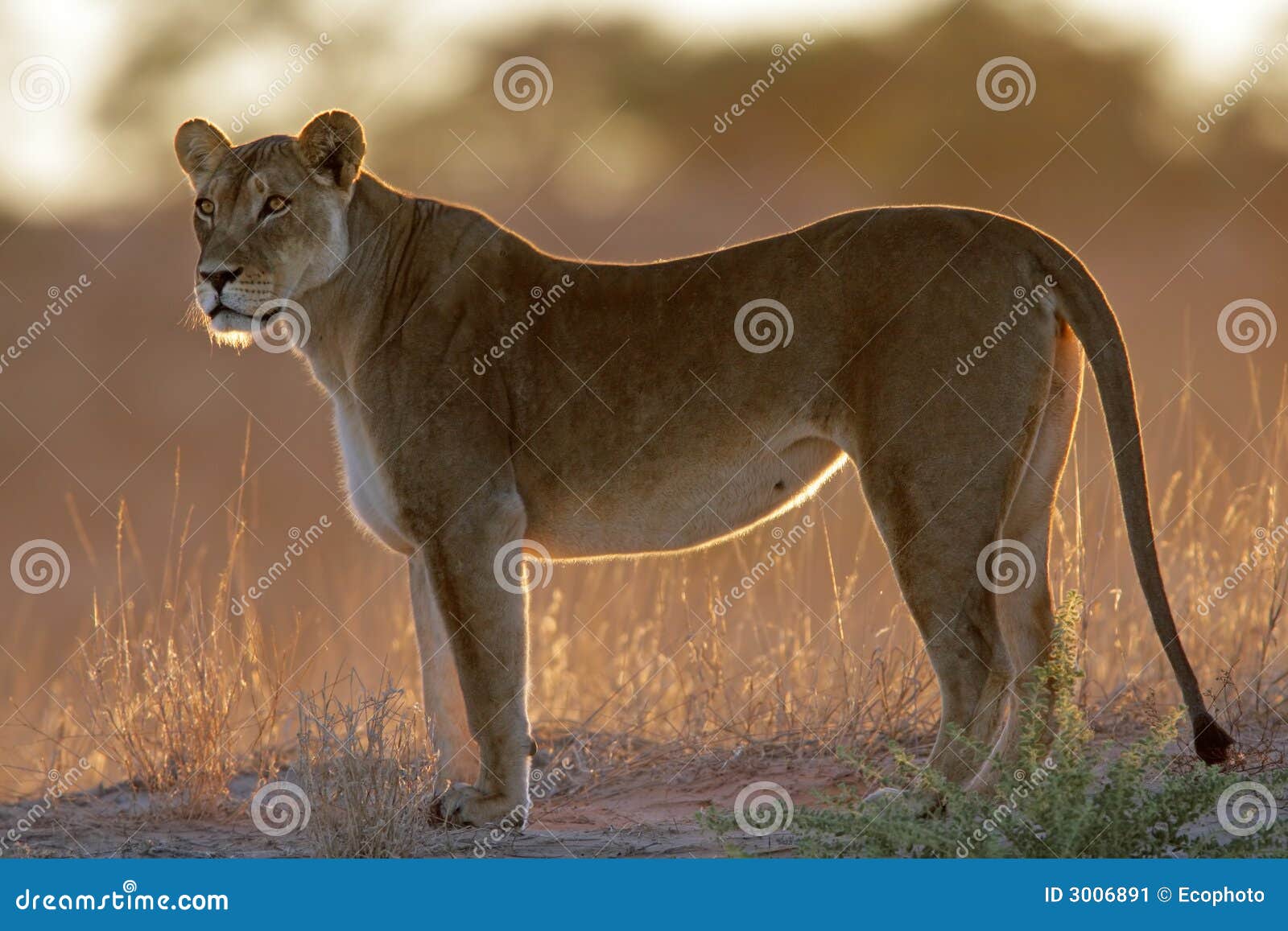 backlit lioness