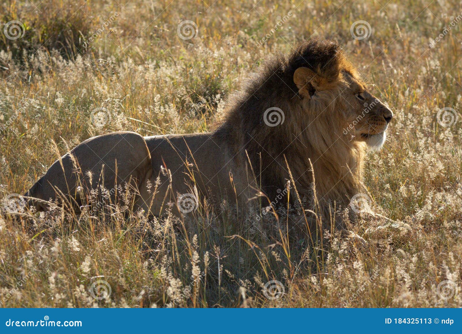 backlit male lion lying in long grass