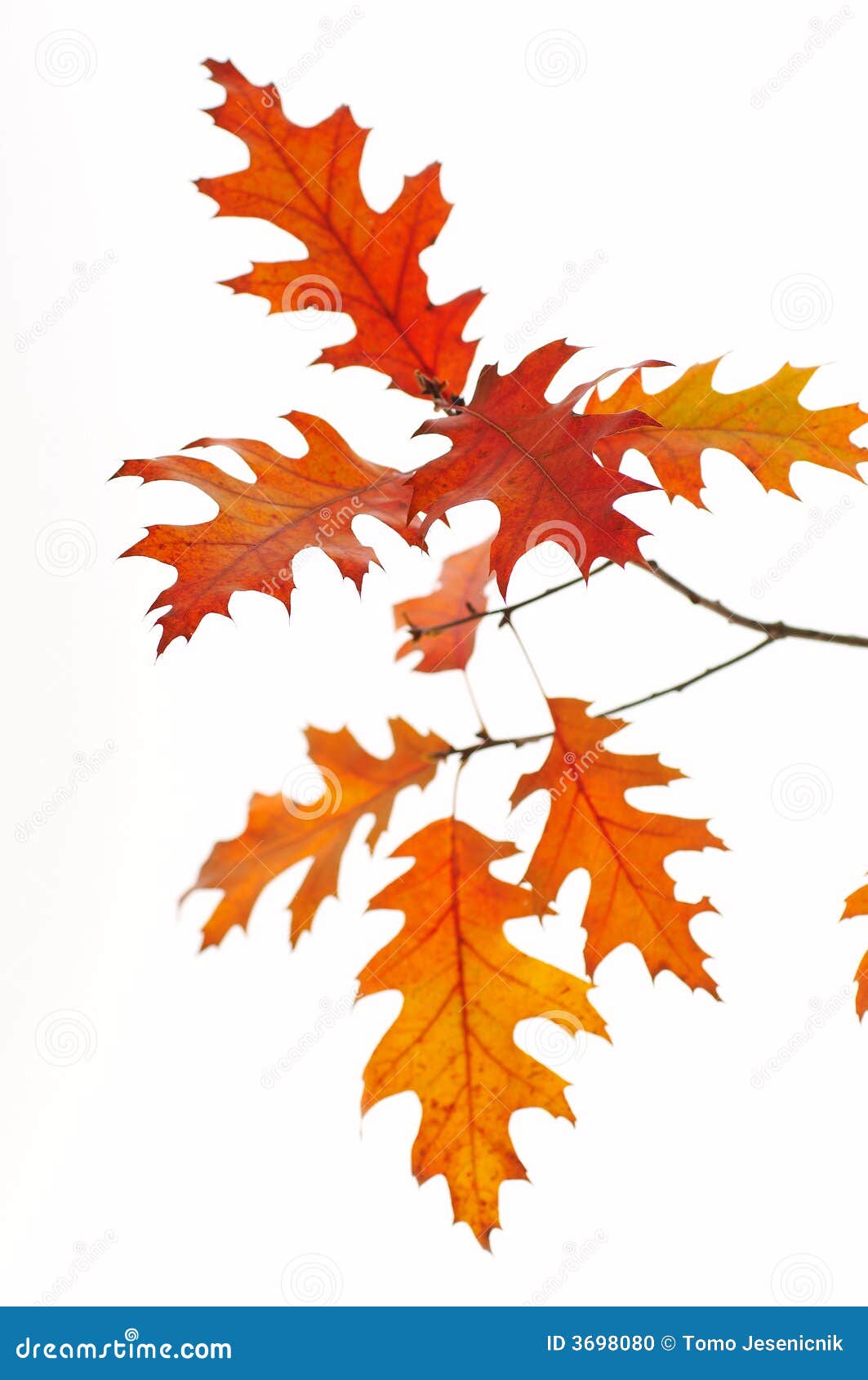 backlit oak leafs