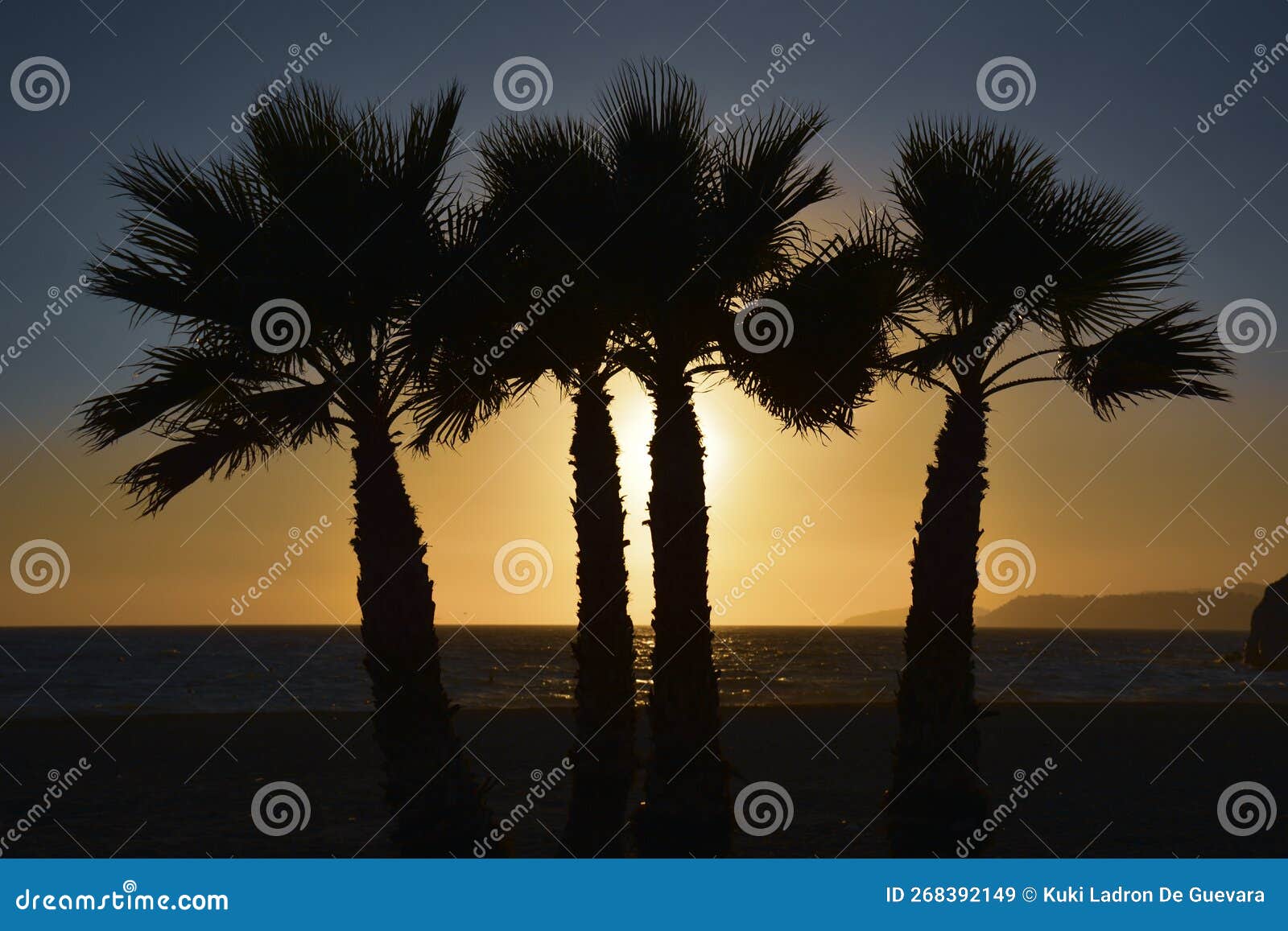 backlit palm trees at dusk with sunset in summer