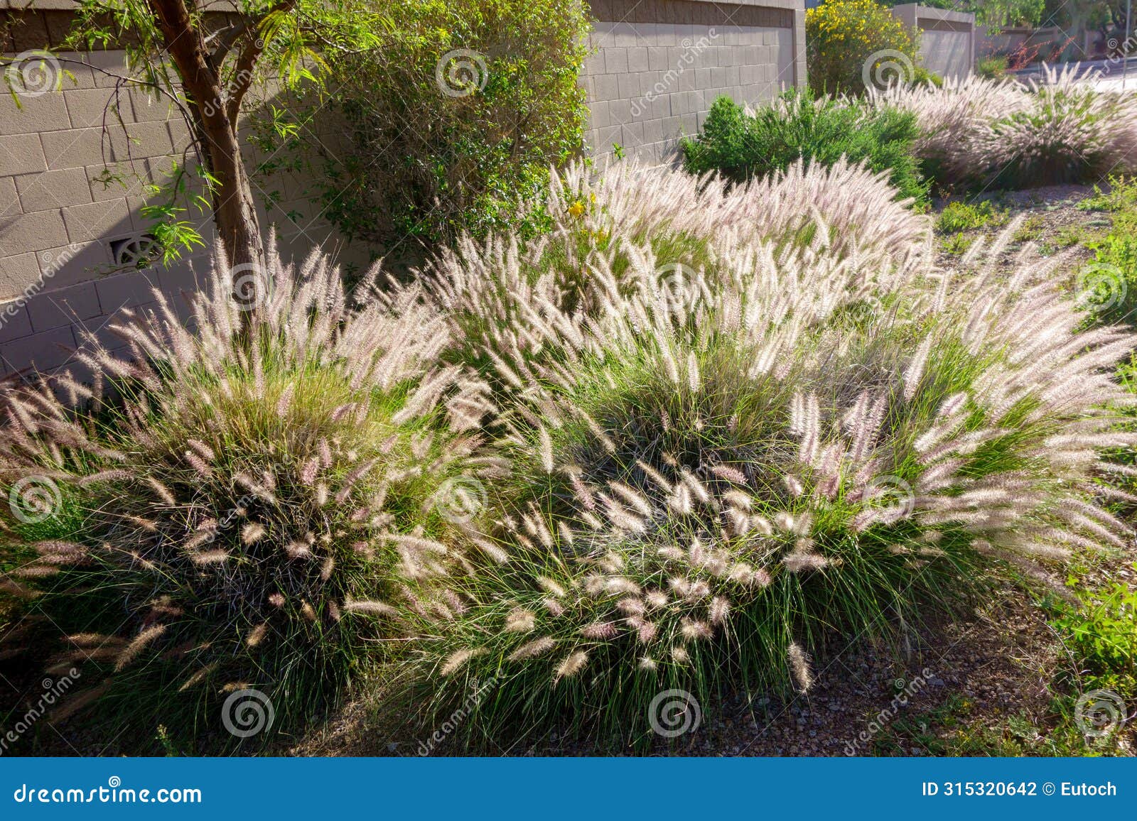 backlit shot of fountain grass (pennisetum setaceum) in xeriscaped road verge
