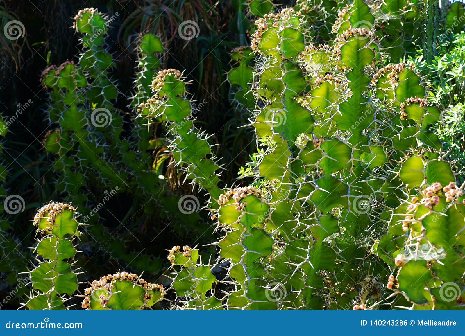 Candelabra Cactus, Endemic To Galapagos Islands Stock Image