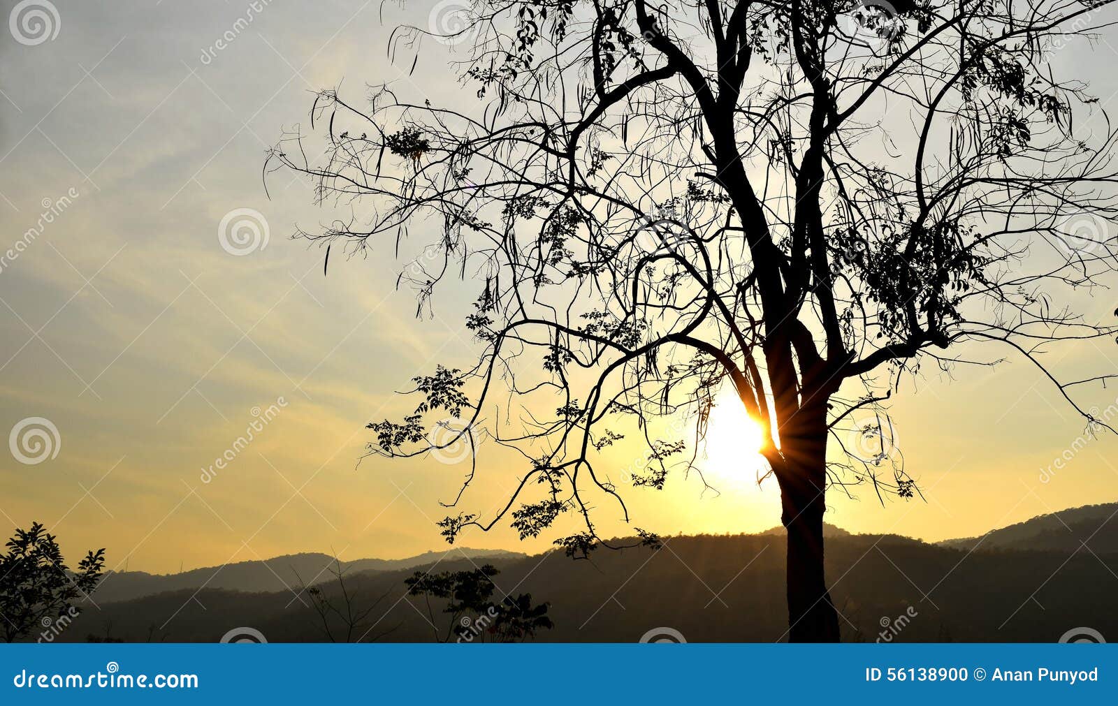 backlit trees branches and sunset sky on evening time