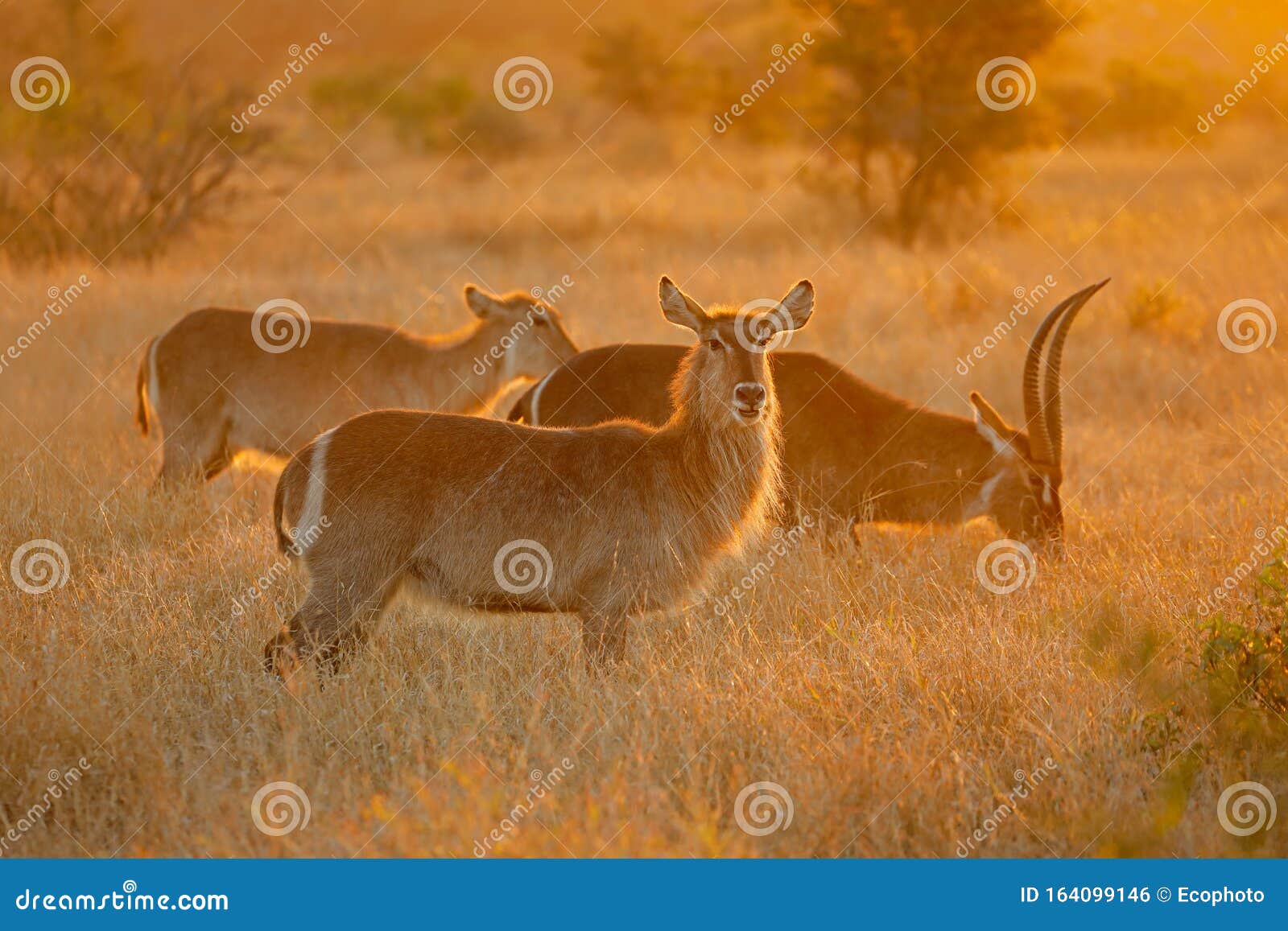 backlit waterbuck antelopes - kruger national park