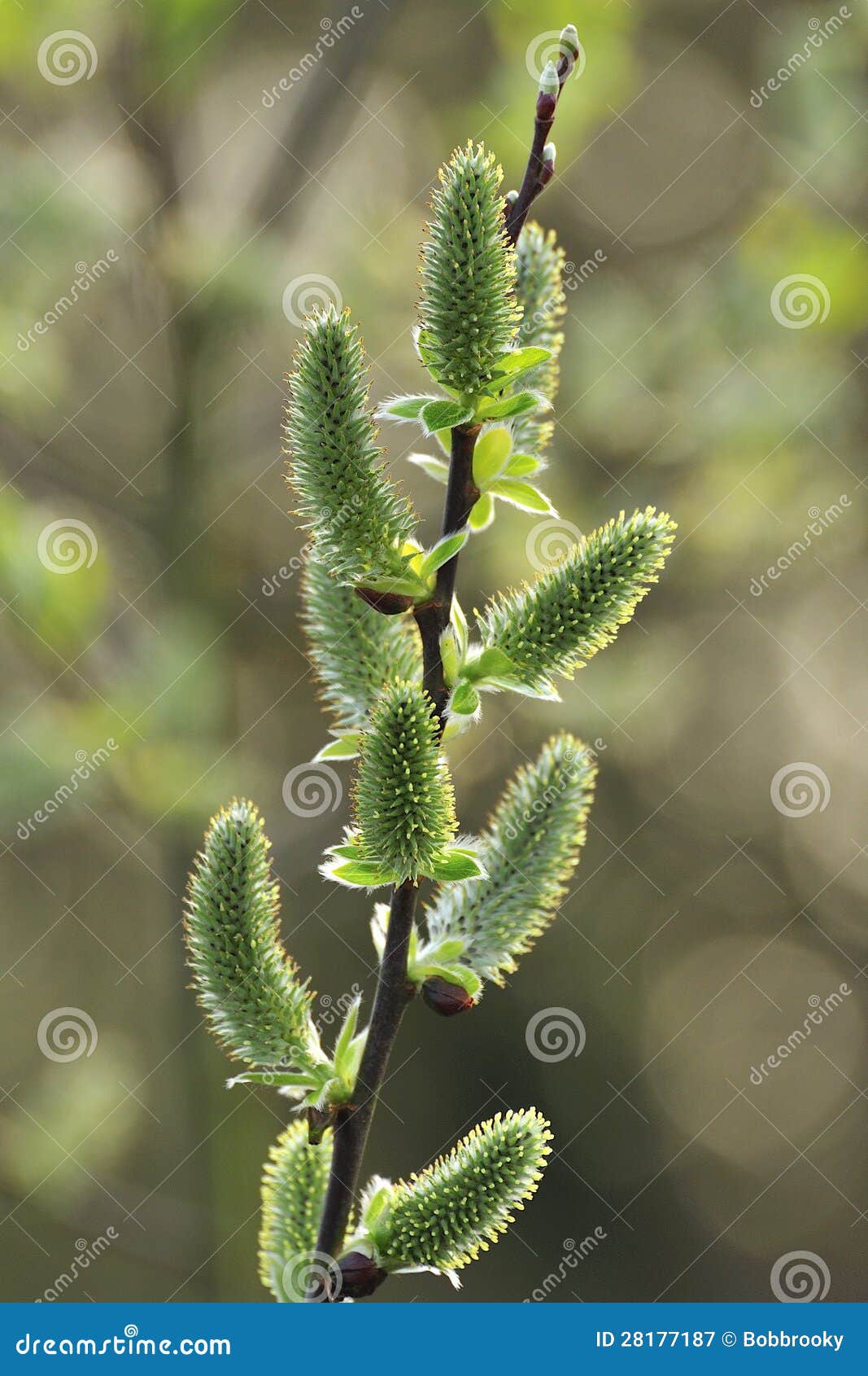 backlit willow catkins (salix caprea)