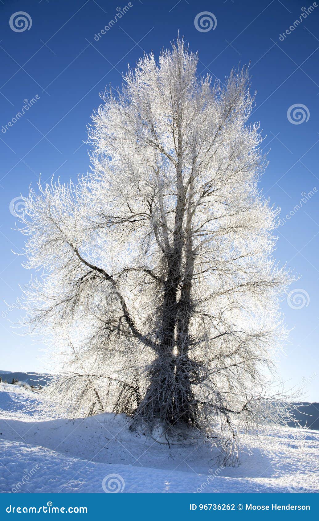 Backlite Cottonwood Tree with Ice on Branches in Winter with Snow on