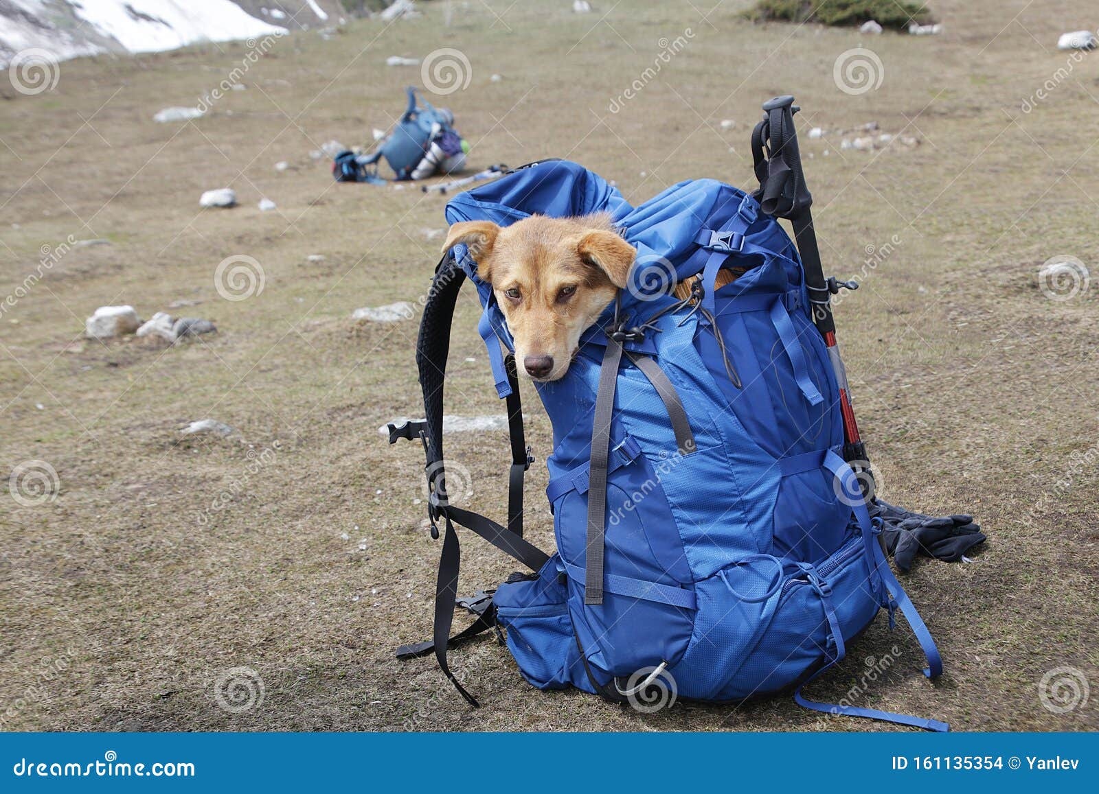 Backpack with dog stock photo. Image of pets, outdoors 161135354