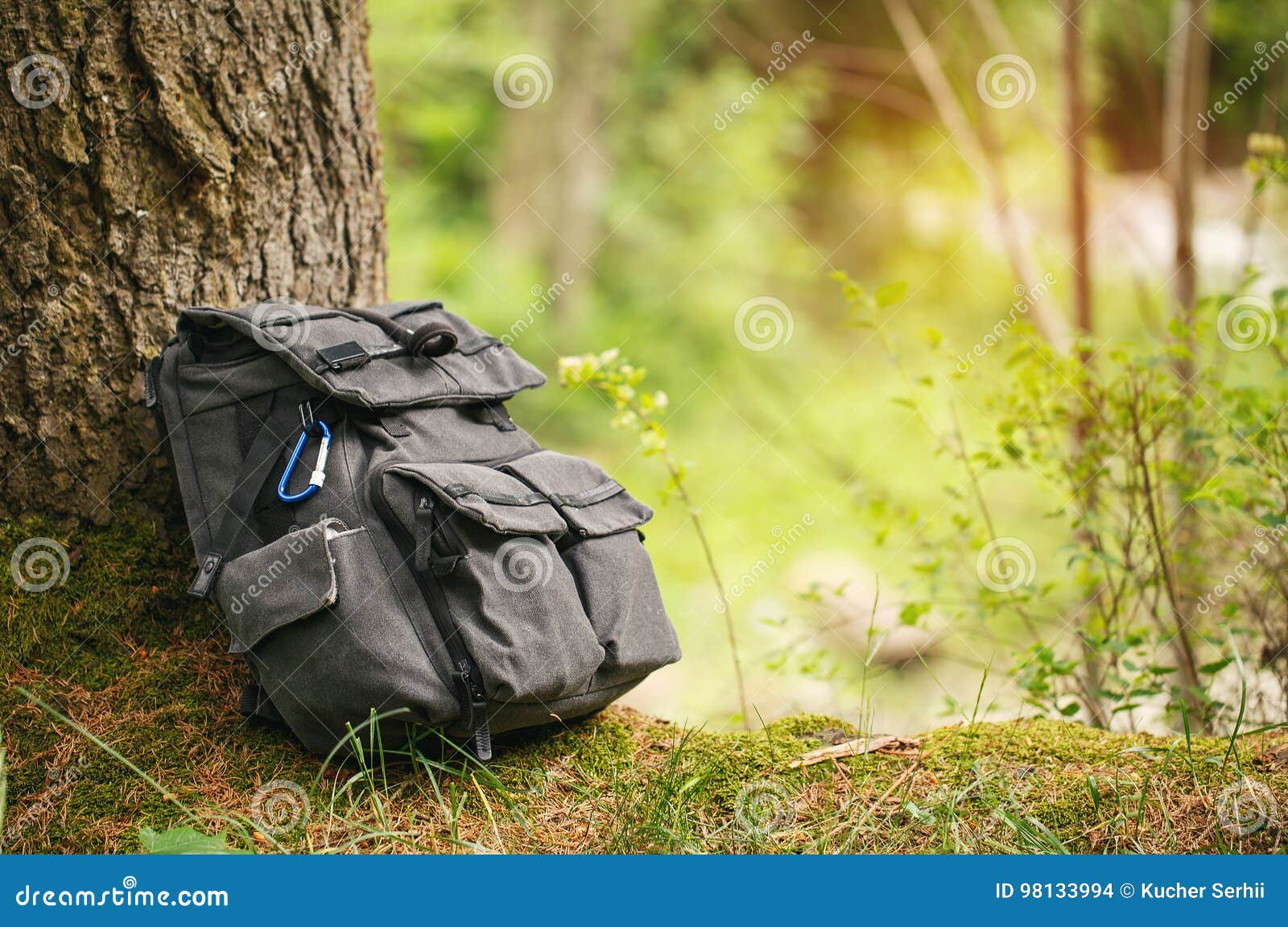 Backpack para o curso na árvore na floresta. Trouxa para o curso Backpack na árvore no saco do marrom da floresta