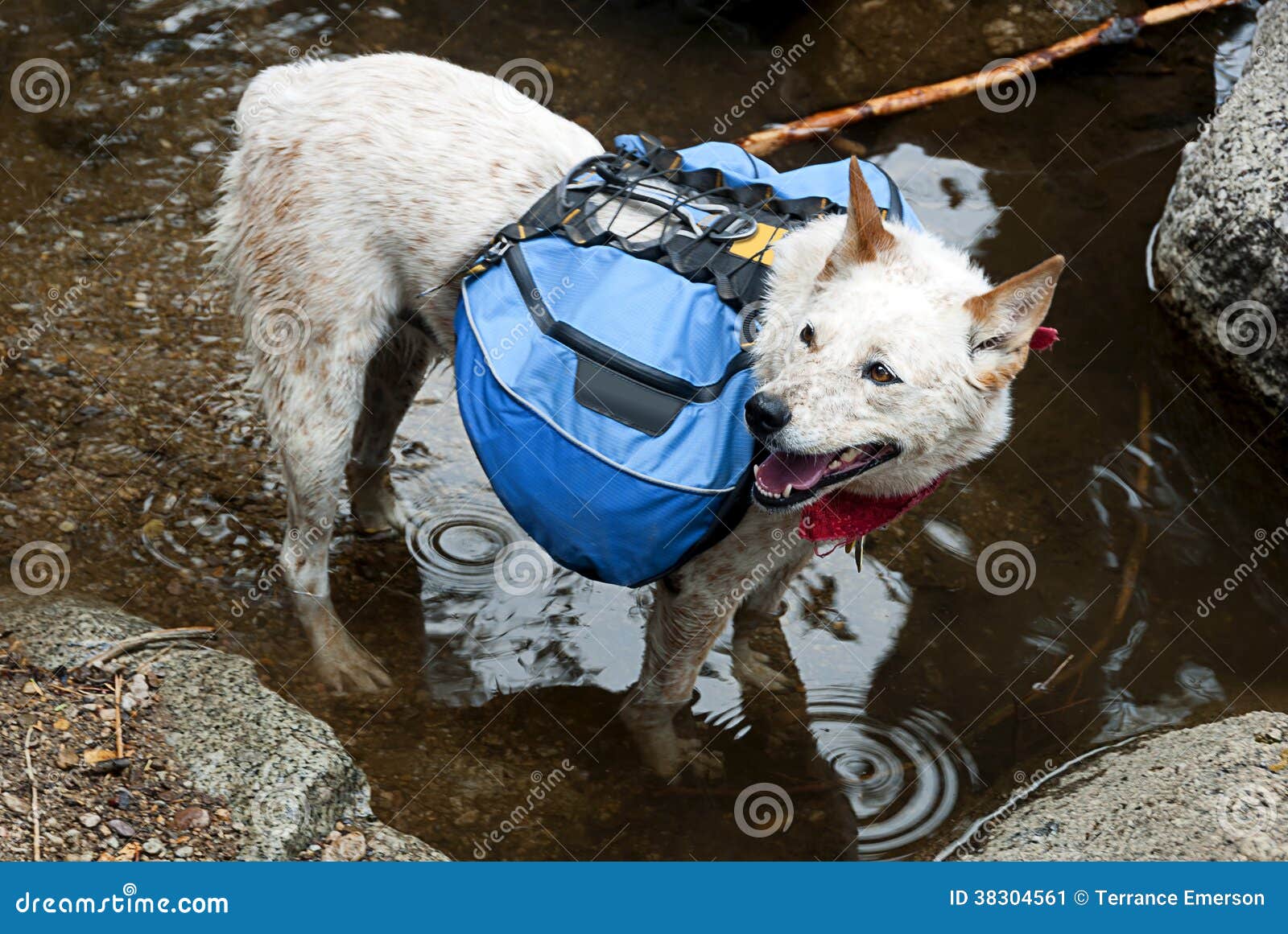 Backpacking Dog stock image. Image of backpack, summer 38304561