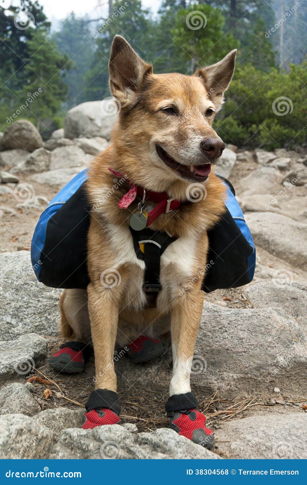 Backpacking Dog stock photo. Image of animals, nature 38304568