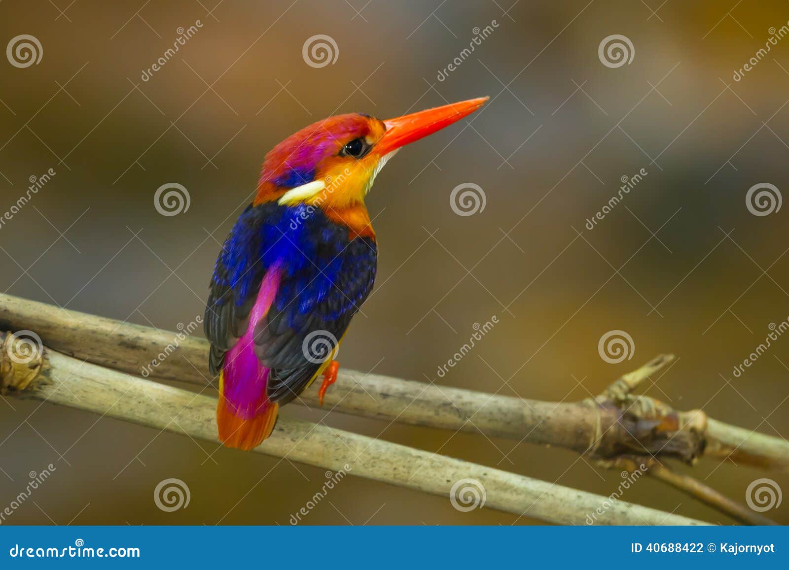 backside of black-backed kingfisher