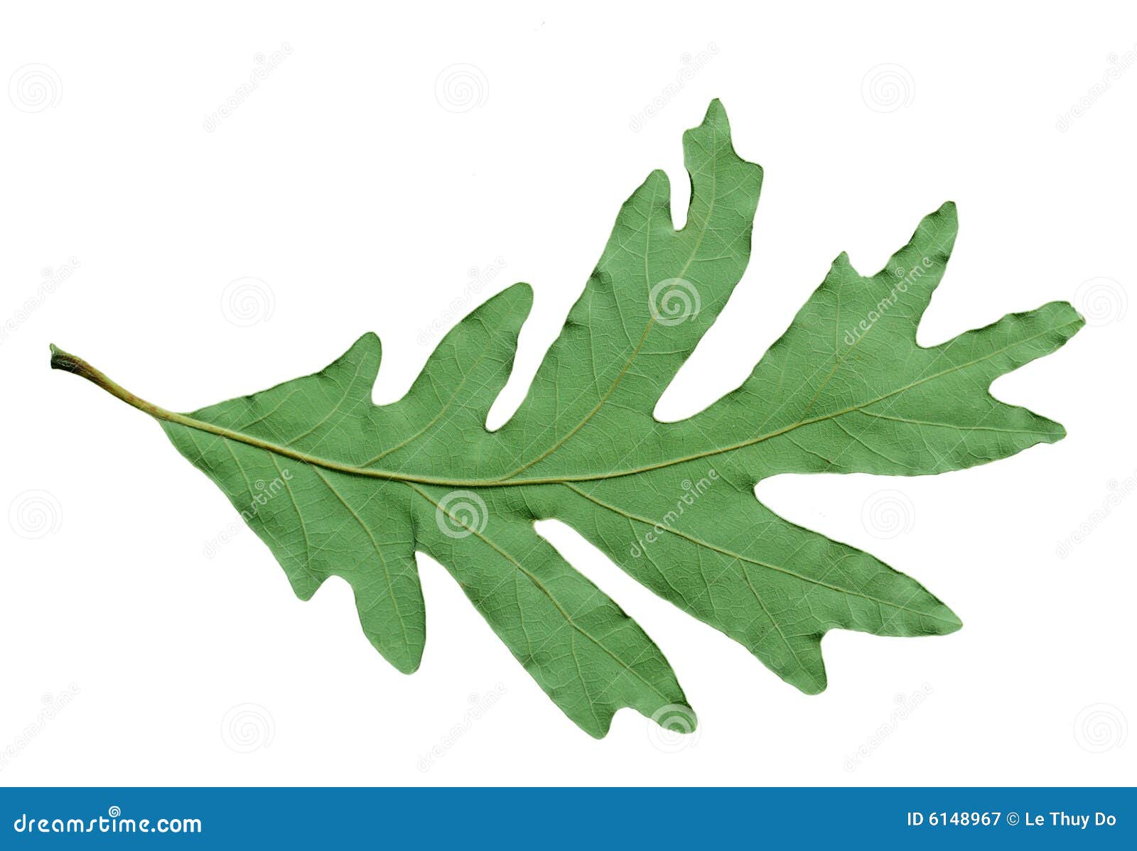 backside of oak leaf