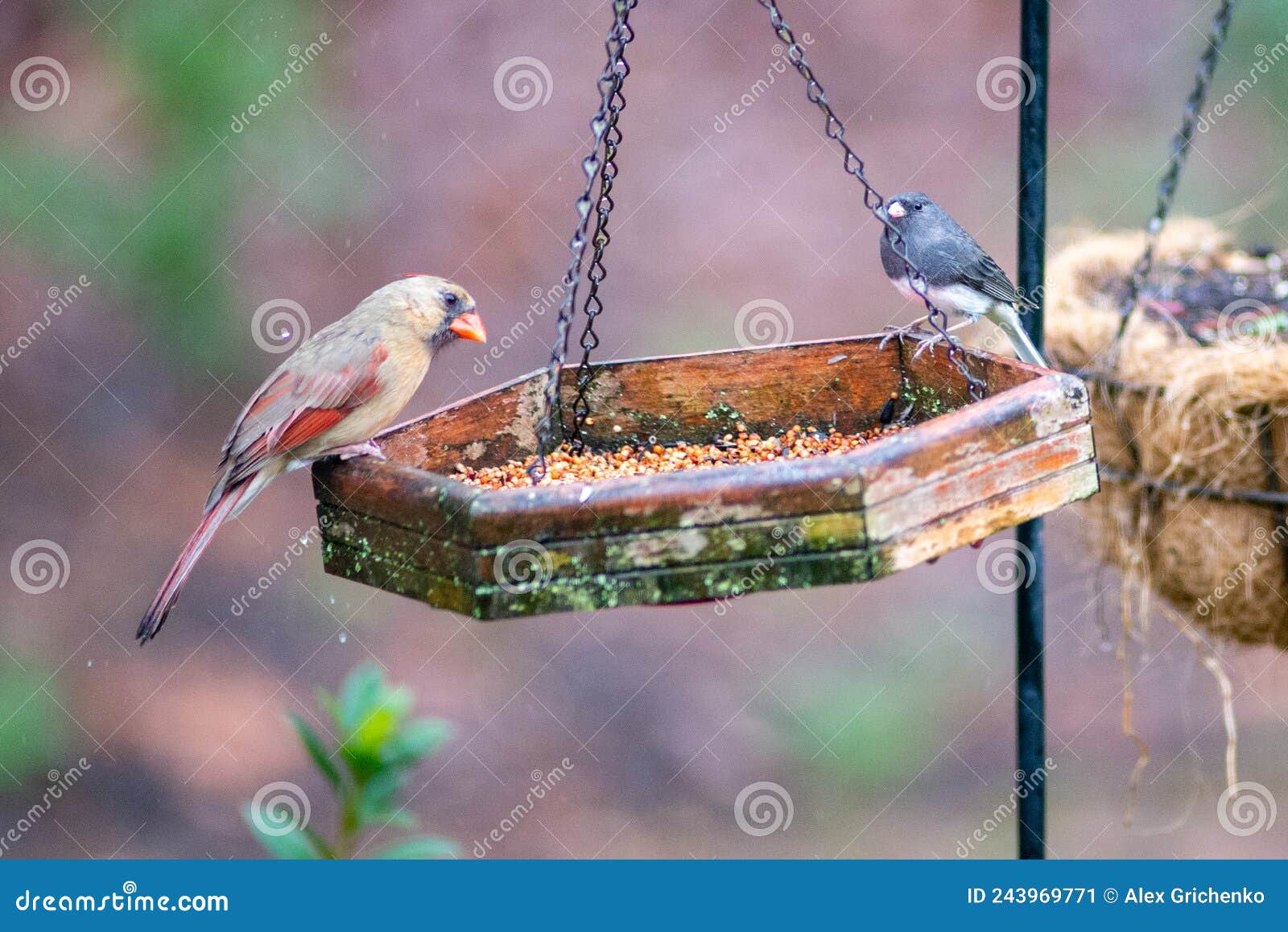 Backyard Birds Around Bird Feeder Stock Image Image of tree, feeding 243969771