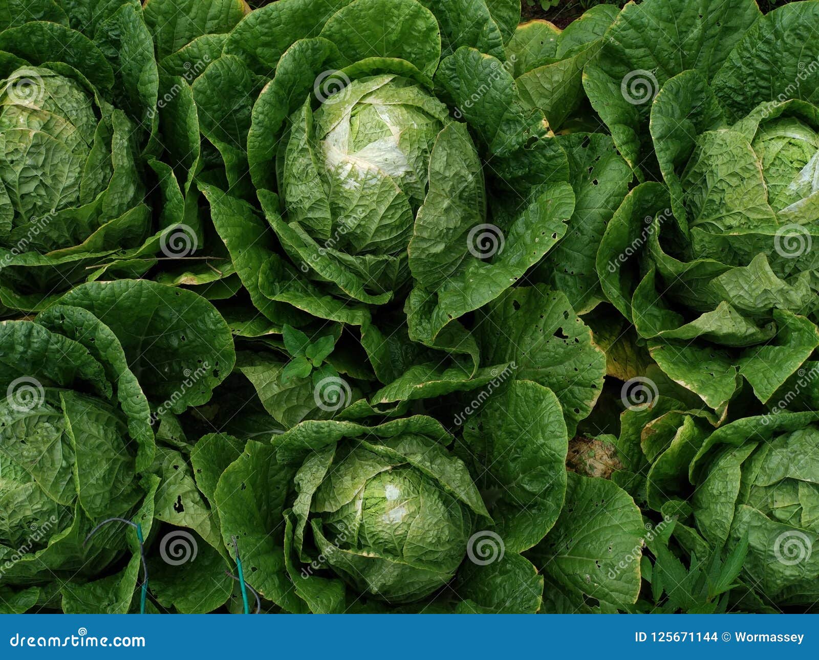 Backyard Cabbage Patch stock photo. Image of green, flowers 125671144