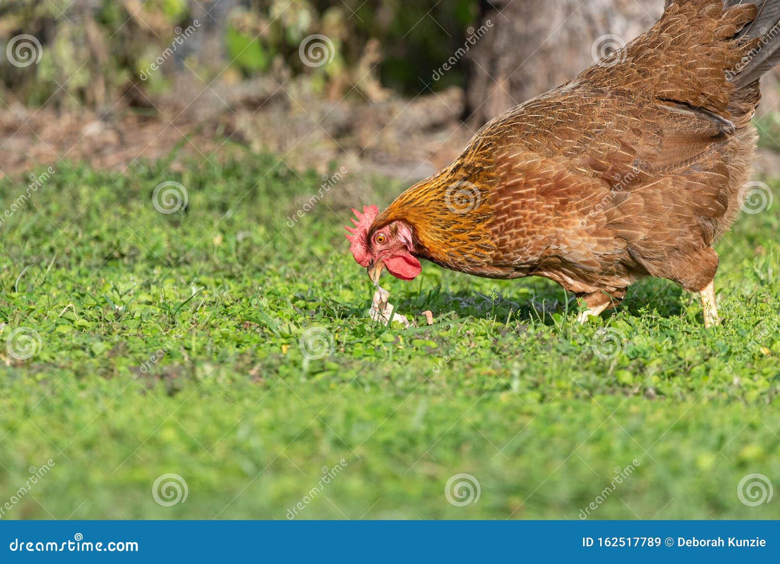 Backyard Chicken Pecking at Egg Shell Stock Image Image of pecking