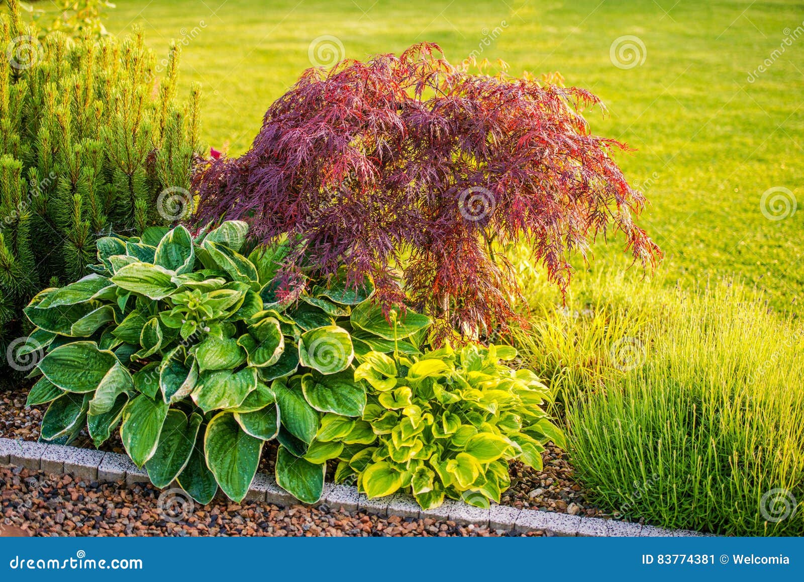 Backyard Garden Plants stock image. Image of garden, field 83774381