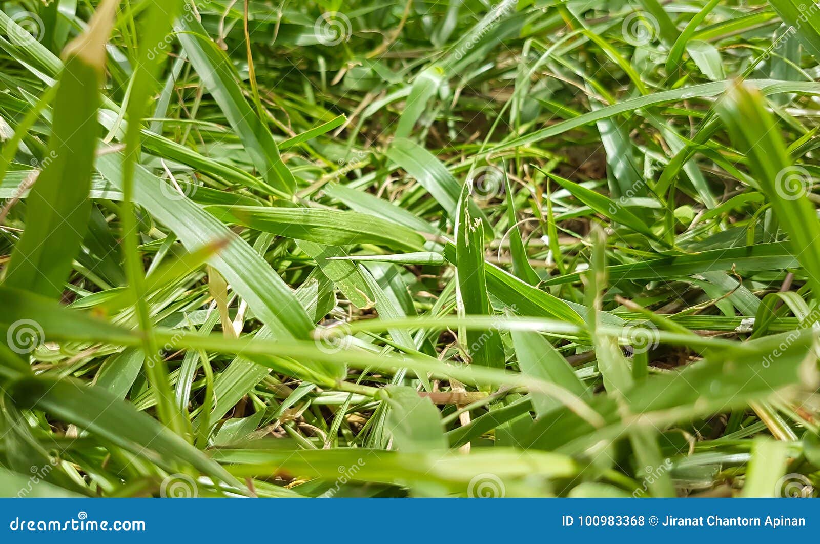 Backyard of Green Lawn with Large Grass Spread Stock Photo Image of spring, green 100983368