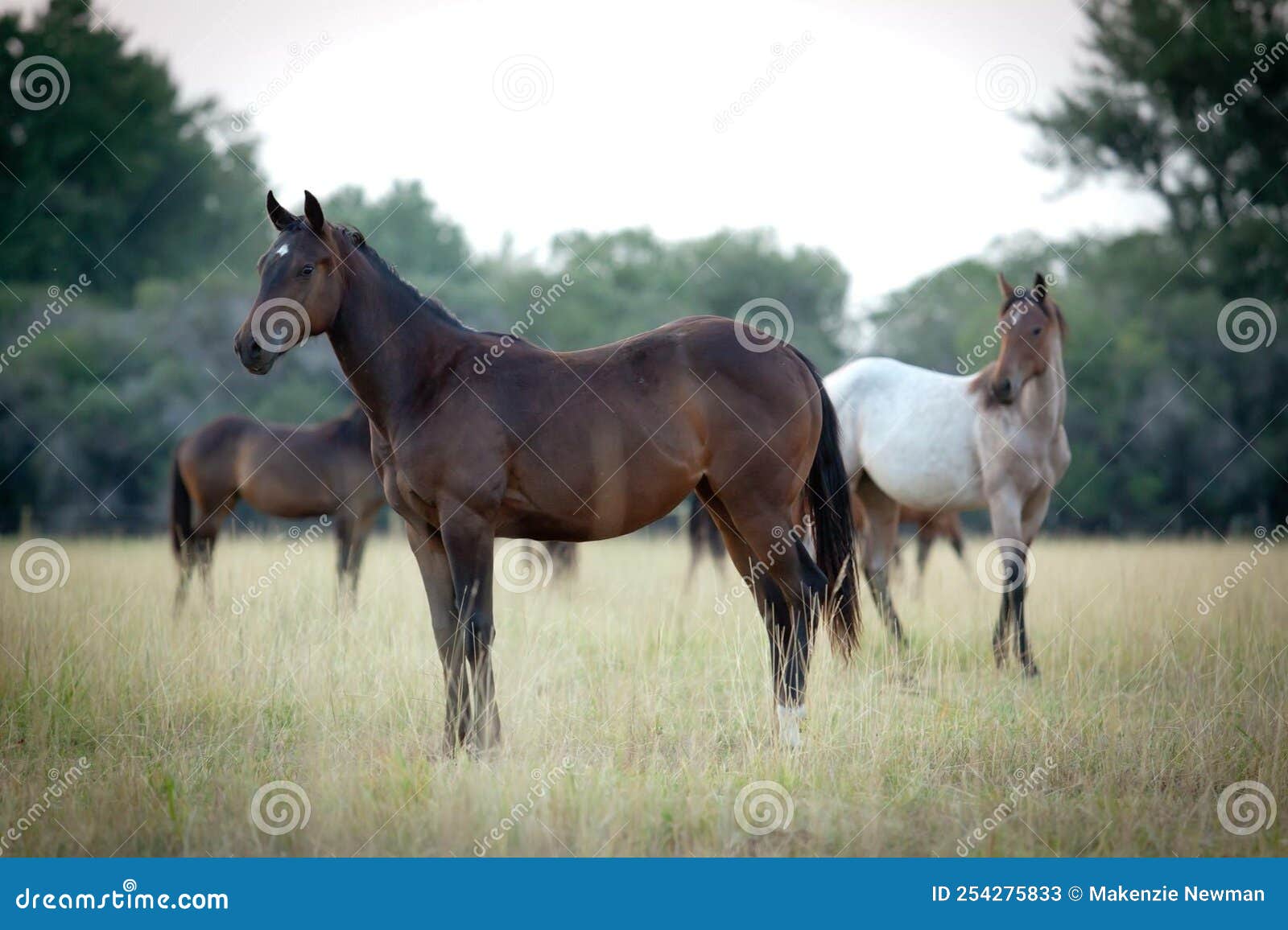 Herd of horses stock image. Image