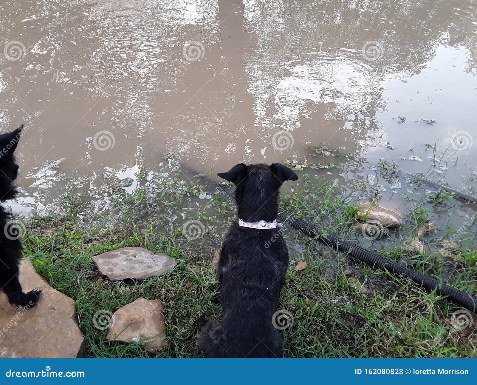 Backyard Pond with My Puppy Stock Photo Image of home, pond 162080828