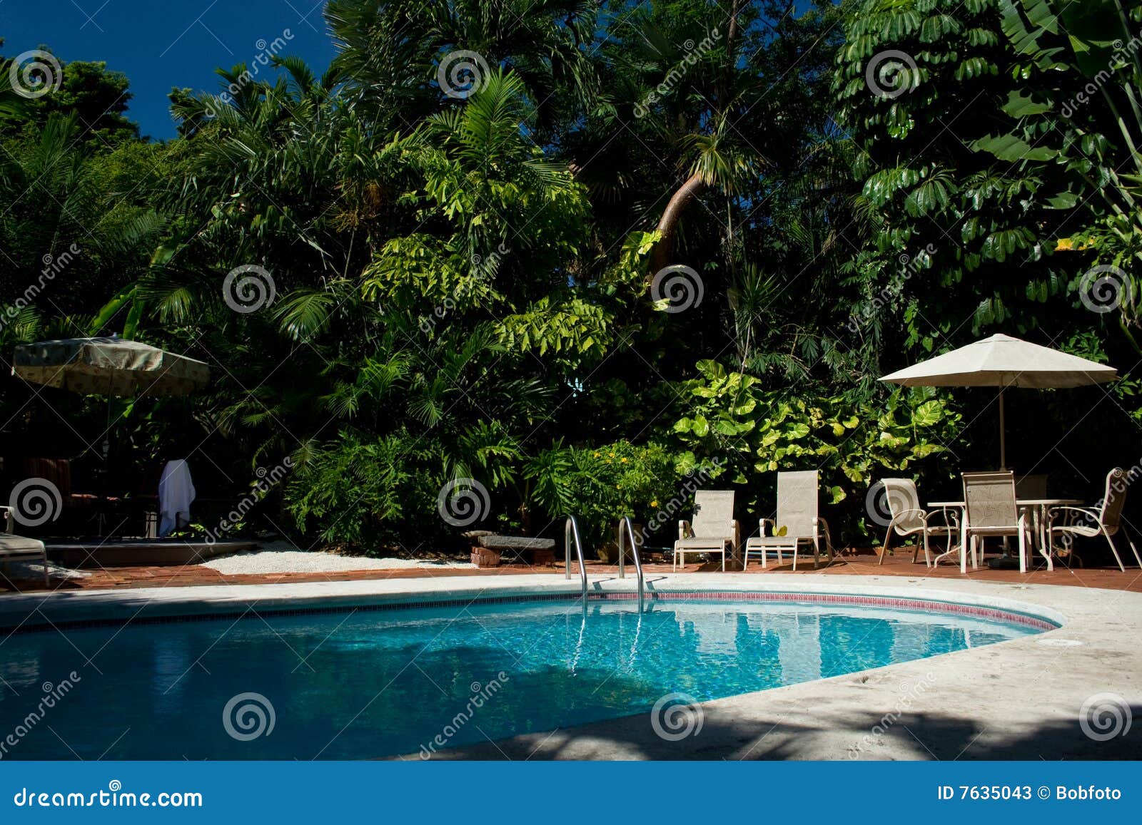 backyard pool palm trees 7635043