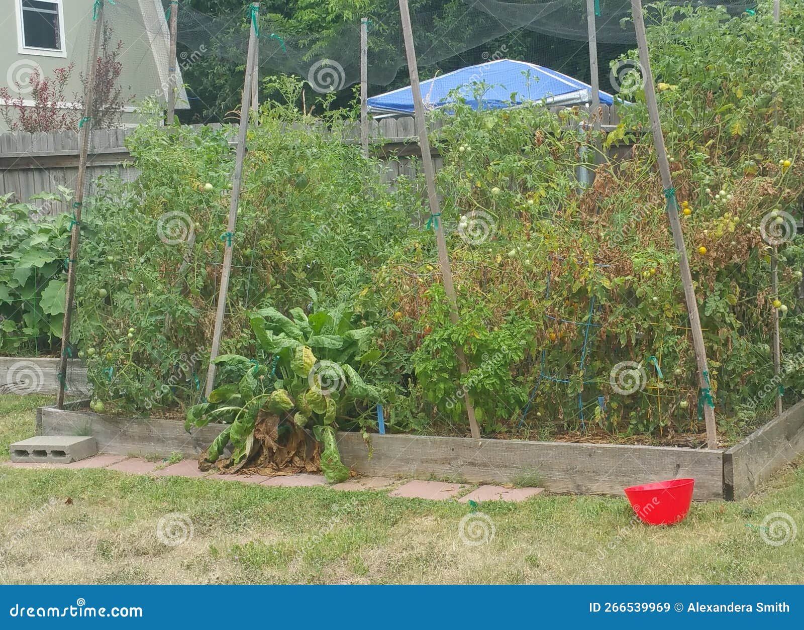 Backyard Summer Vegetable Garden with Stakes Stock Image Image of