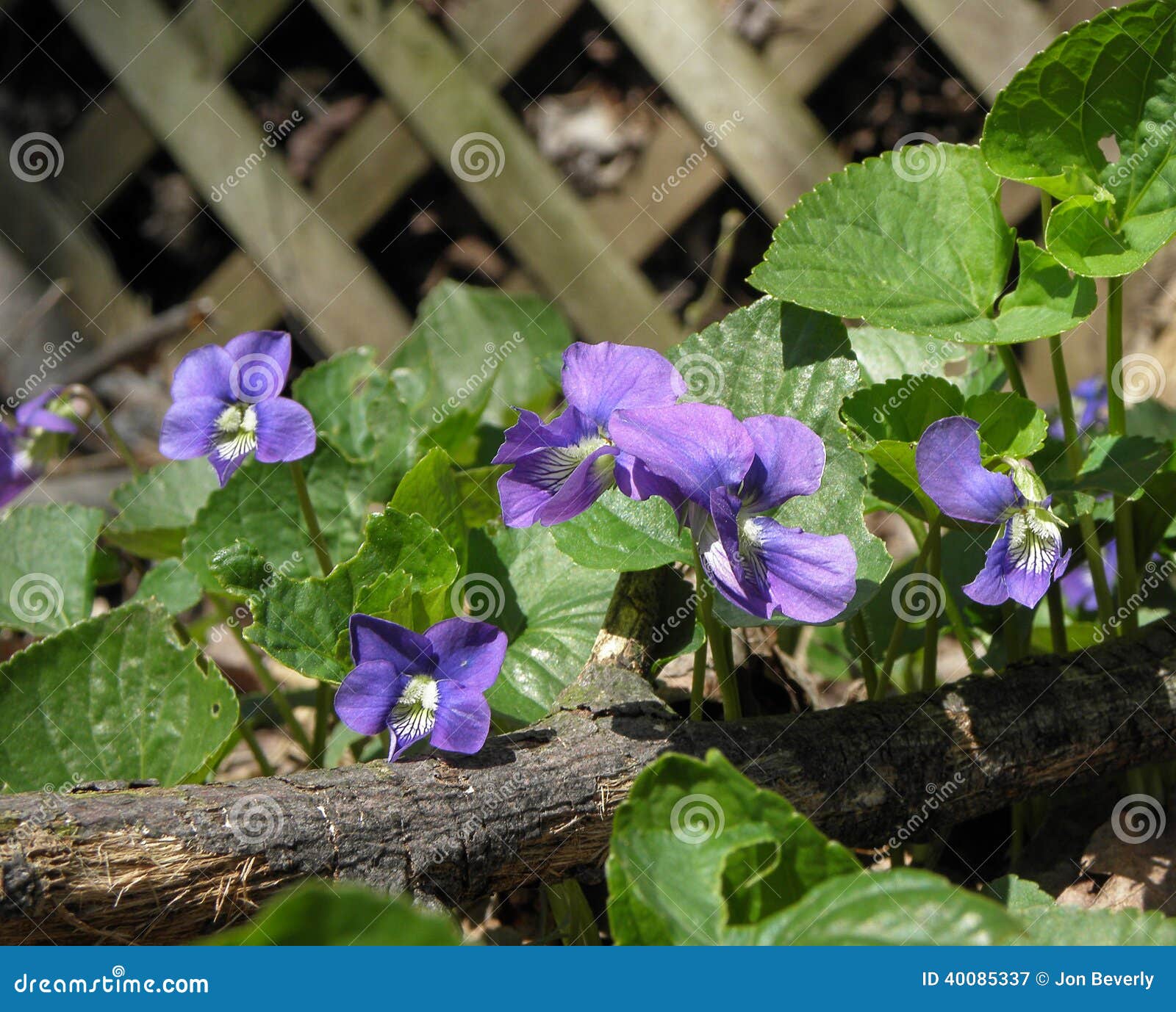 Backyard Violets 2 stock image. Image of gereen, spring 40085337