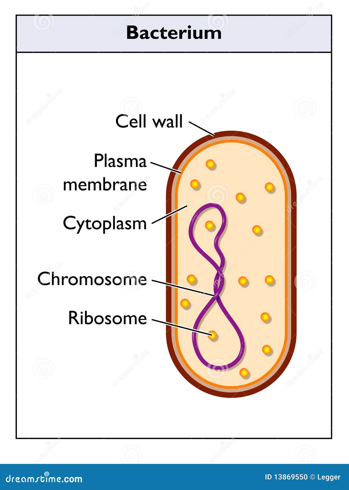 Imagens vetoriais de Rna mensageiro | DepositPhotos, image size:1204x1690