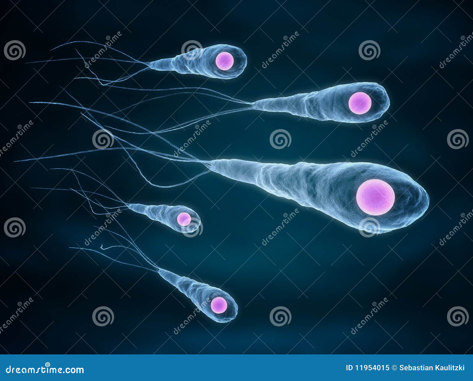 Bactérias do tétano ilustração stock. Ilustração de bactéria - 11954015, image size:1600x1290