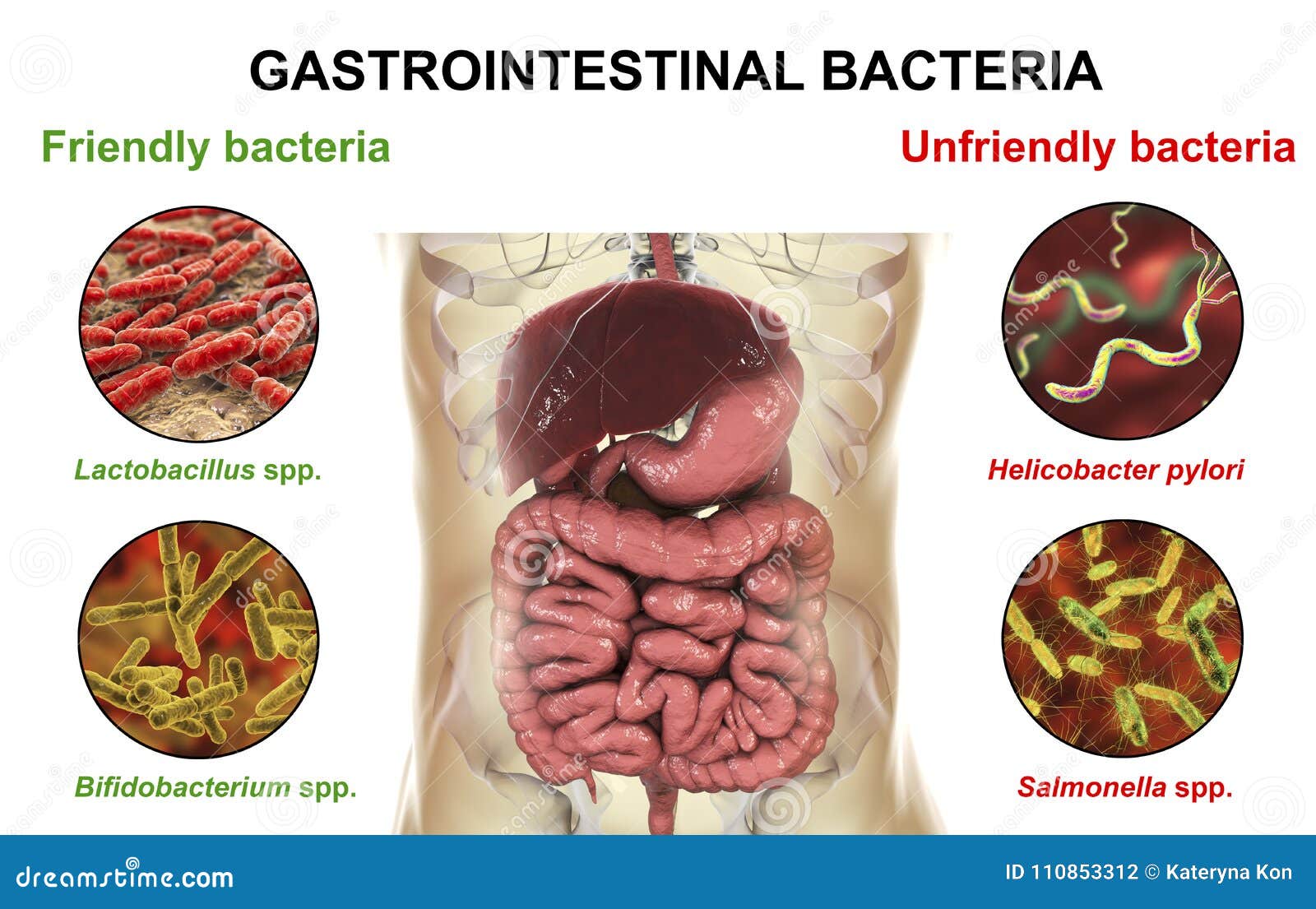 Bactérias Gastrointestinais Amigáveis E Hostis Ilustração Stock -  Ilustração de disenteria, intestino: 110853312, image size:1600x1105