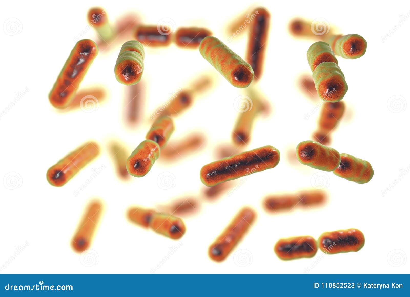 bacteria bacteroides fragilis, the major component of normal microbiome of human intestine