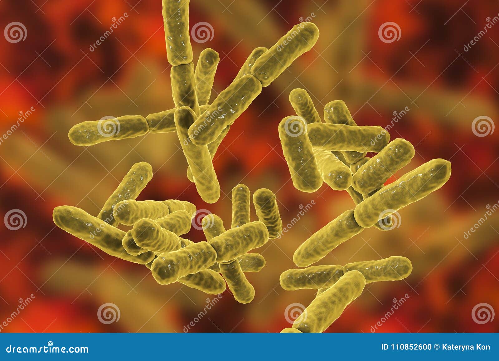 bacteria bifidobacterium, gram-positive anaerobic rod-d bacteria