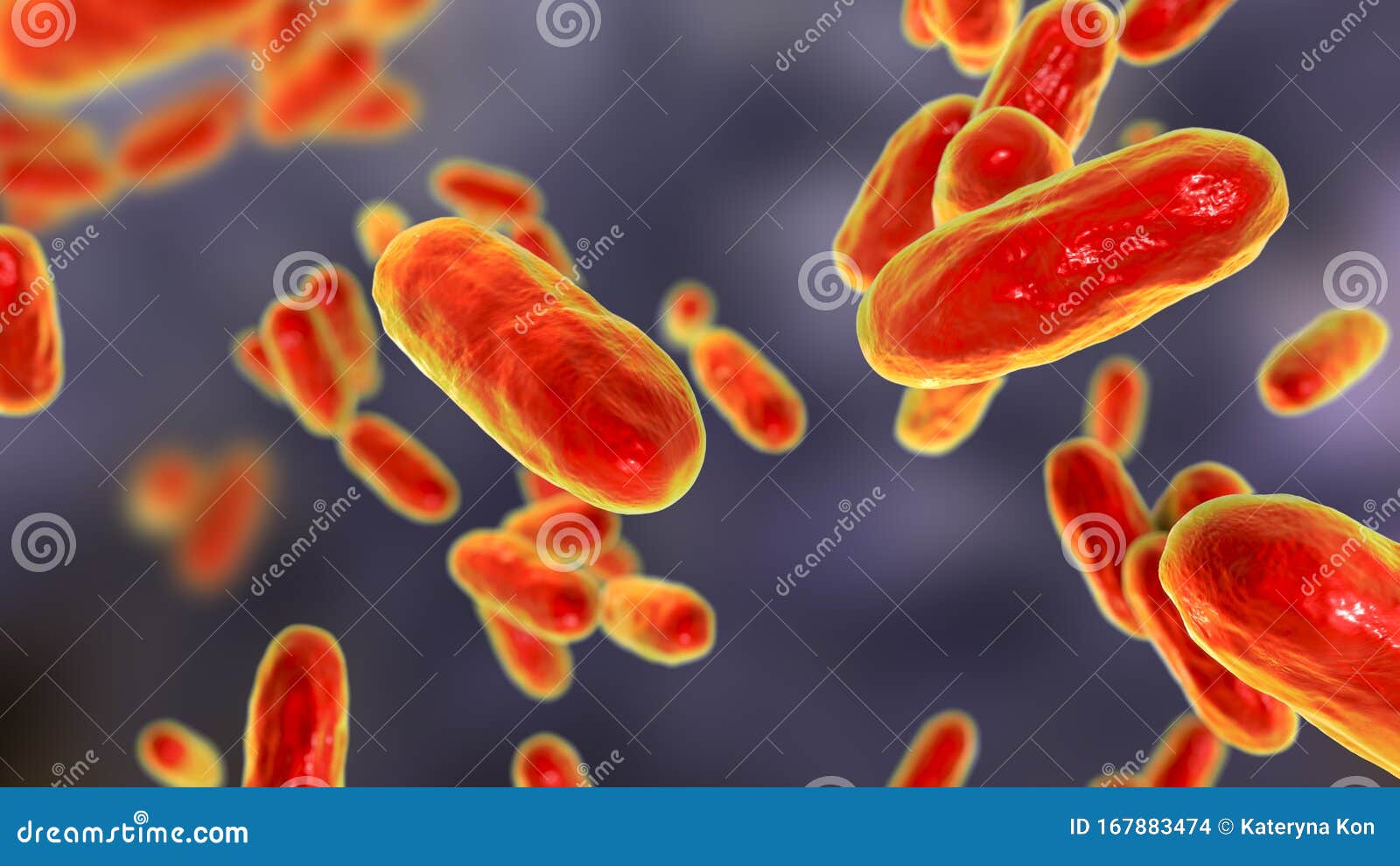 Bacteria Bordetella Pertussis, the Causative Agent of Whooping Cough