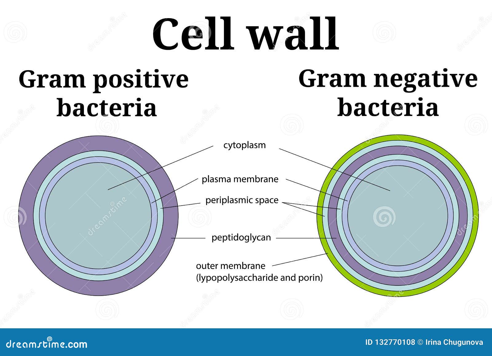 Bacteria Cell Wall Illustration. Gram Positive And Gram Negative Cell