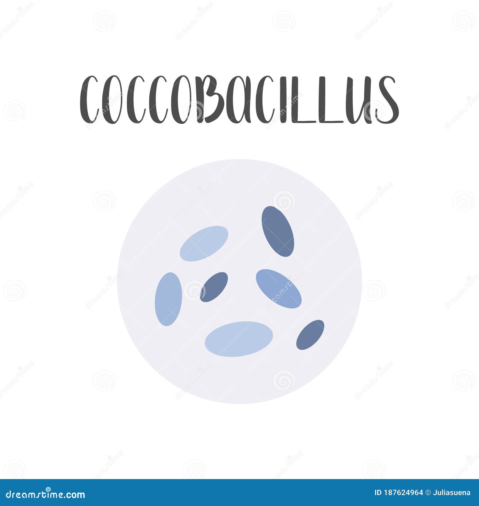 coccobacillus. bacteria classification. rod-d s of bacteria, bacilli. morphology. microbiology.