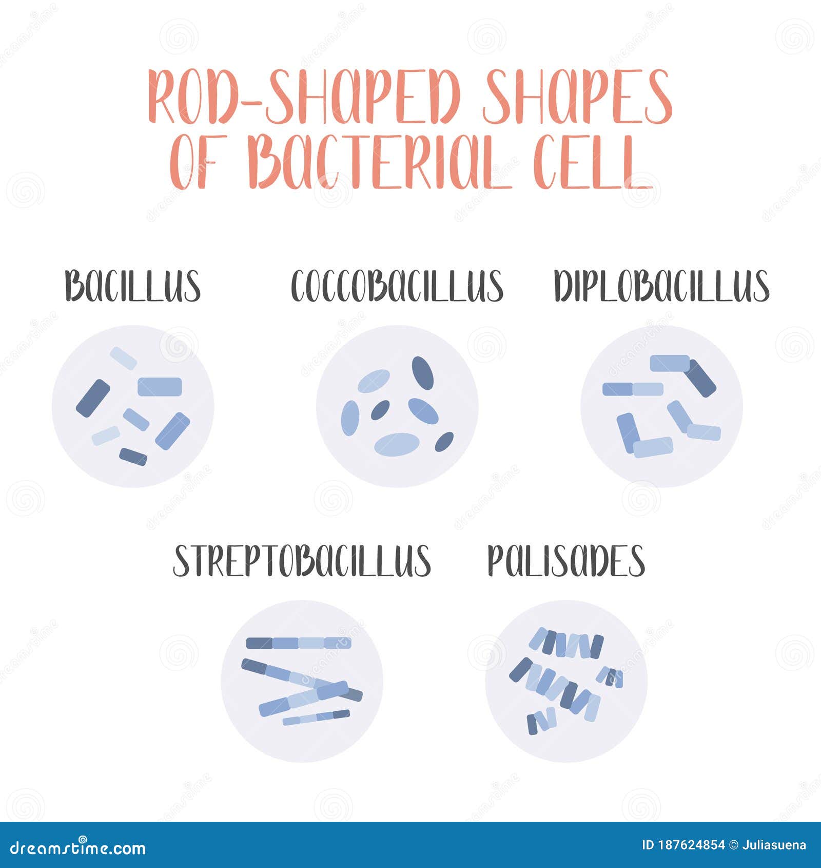List 27+ Background Images rod-shaped bacteria are classified as Completed List 27+ Background Images rod-shaped bacteria are classified as Completed