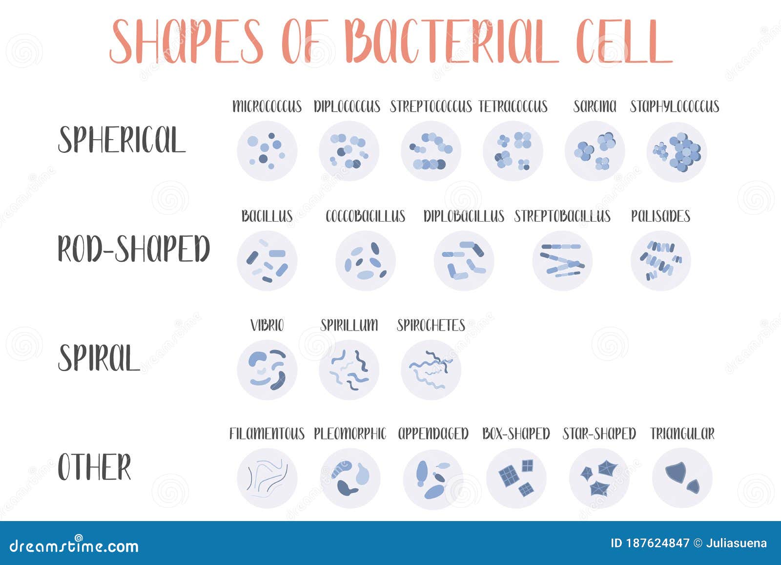 bacteria classification. s of bacteria. morphology. microbiology