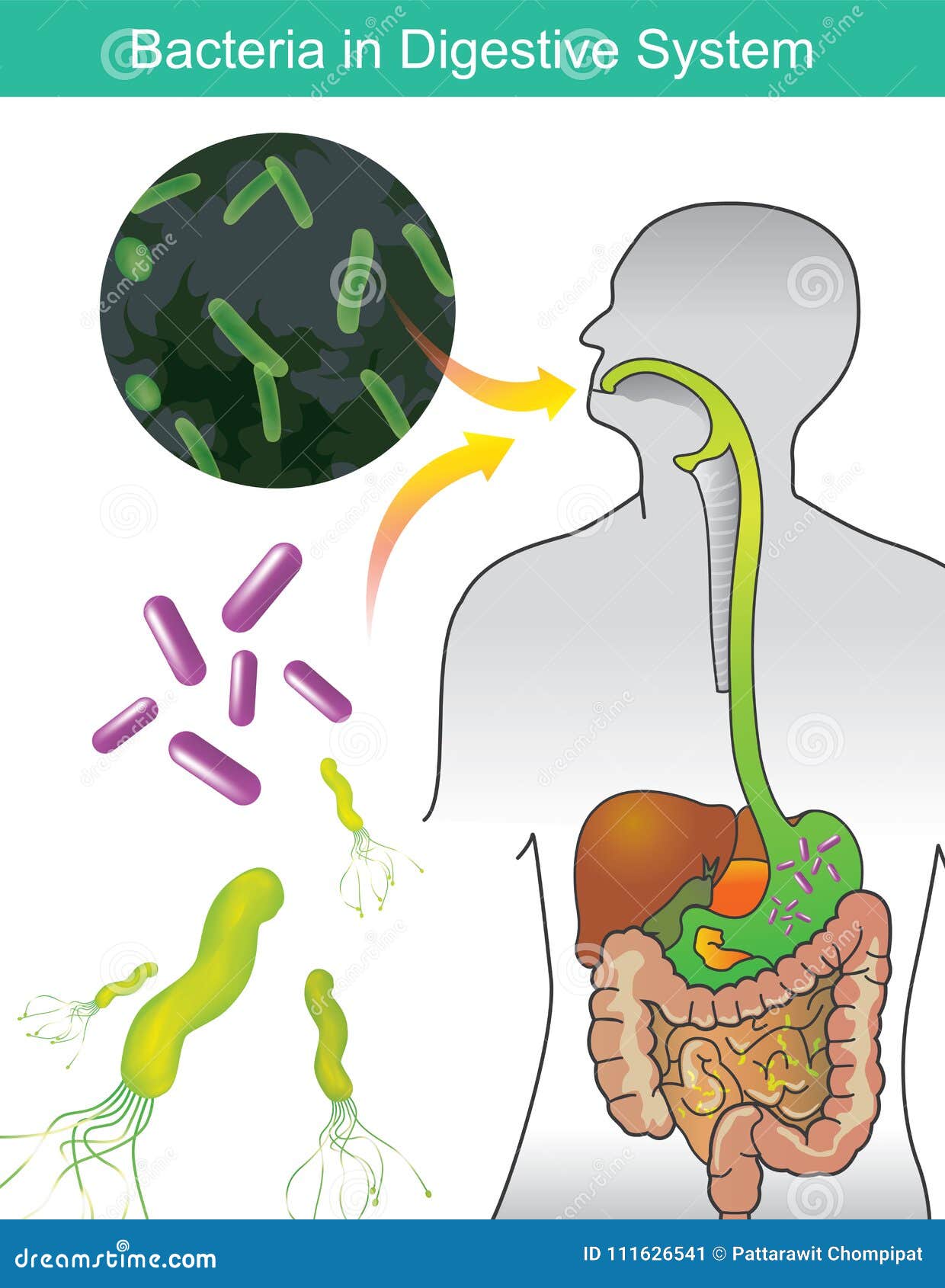 bacterii digestive cum se manifestă viermii roților