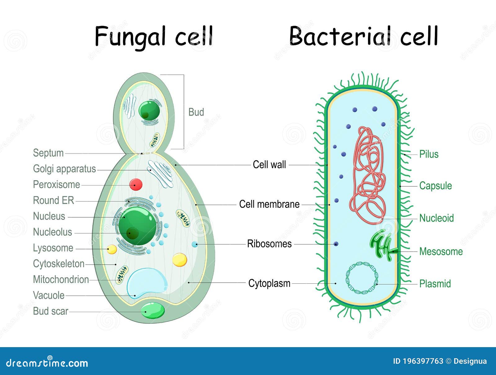 bacteria and fungal yeast. comparison of cell structure