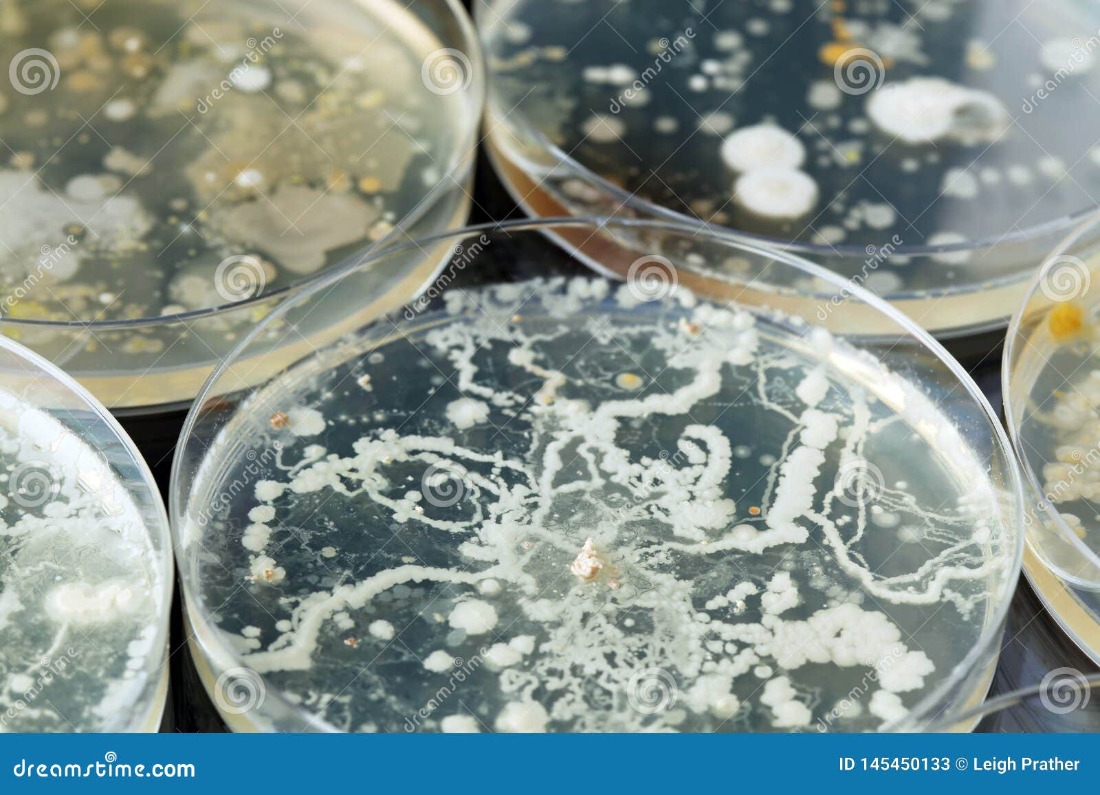 Competition: Microorganisms In A Petri Dish