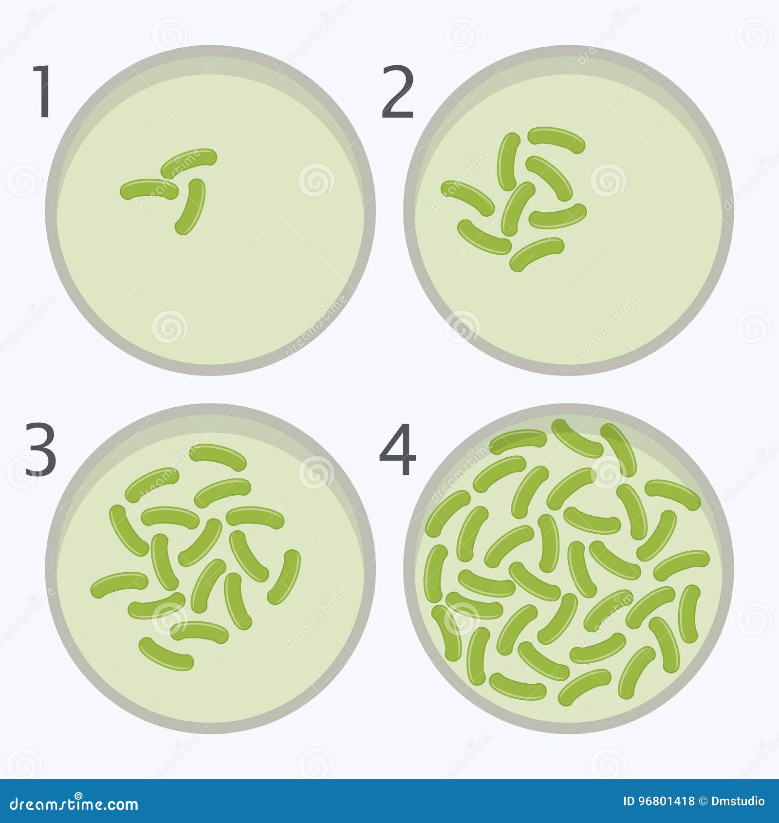 bacteria growth stages. bacterium in petri dishes. 