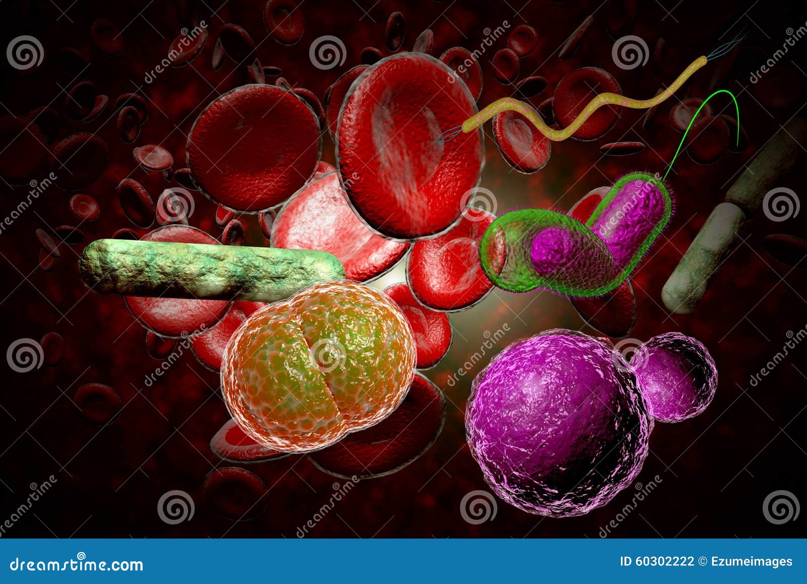 Bacteria Infection Bloodstream Stock Illustration Illustration of