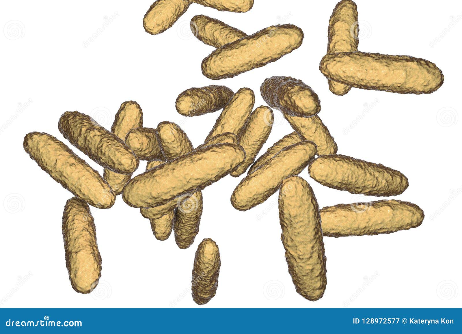 bacteria klebsiella granulomatis, the causative agent of granuloma inguinale