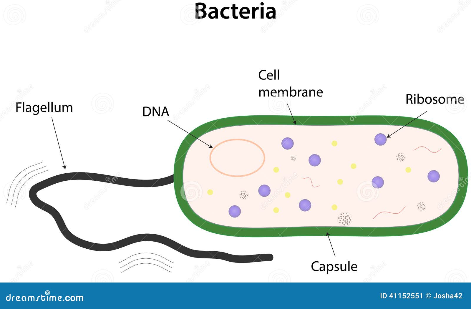 bacterial cell diagram