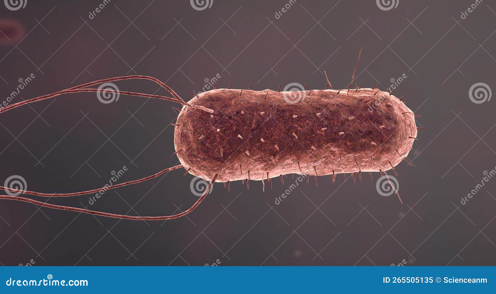 Bacteria are Small Single Celled Organisms Stock Illustration